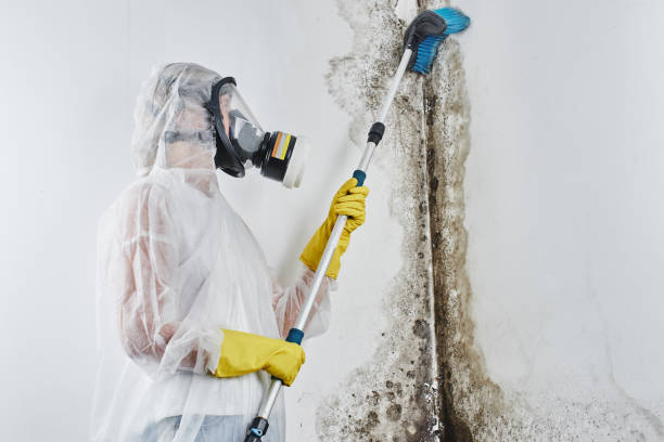 Best Best Mold Removal Companies  in Jim Thorpe, PA