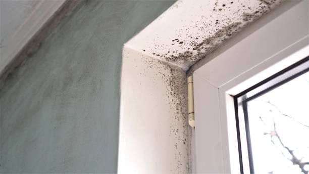 Best Emergency Mold Removal  in Jim Thorpe, PA