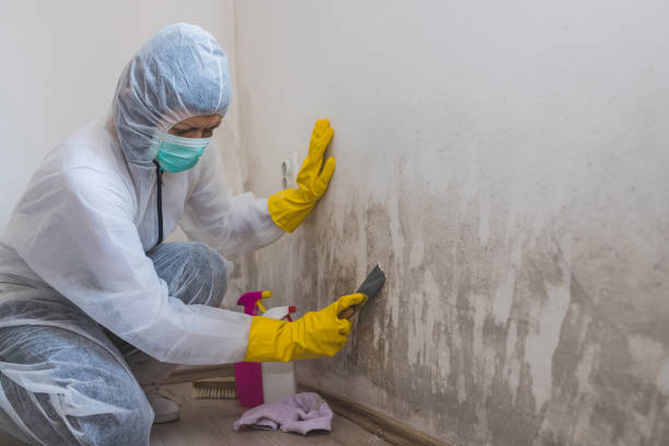 Best Mold Remediation Experts  in Jim Thorpe, PA