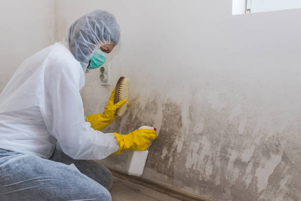 Best Affordable Mold Removal  in Jim Thorpe, PA