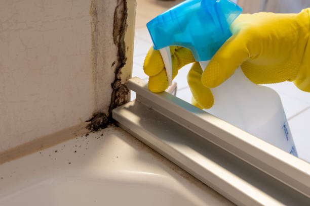 Best Commercial Mold Removal  in Jim Thorpe, PA