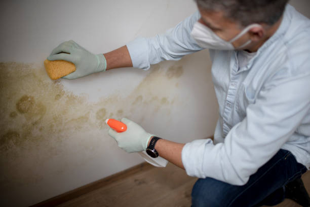 Best Mold Testing and Removal  in Jim Thorpe, PA