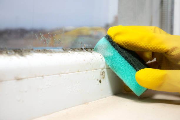 Best Attic Mold Removal  in Jim Thorpe, PA
