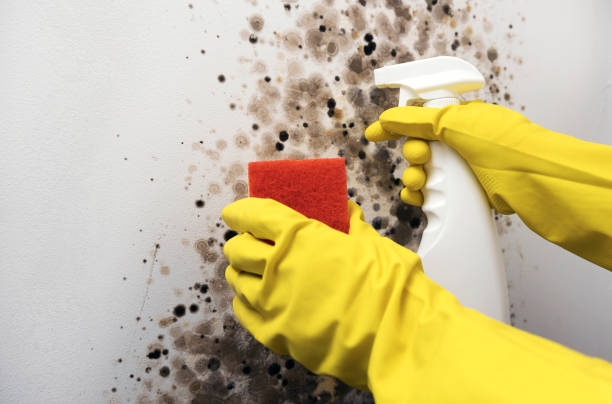 Best Black Mold Removal  in Jim Thorpe, PA