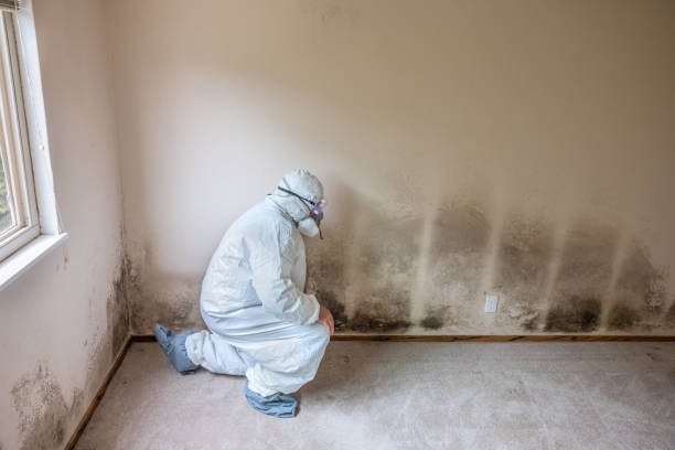 Best Toxic Mold Removal  in Jim Thorpe, PA