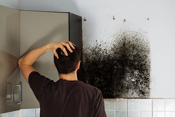 Best Affordable Mold Removal  in Jim Thorpe, PA
