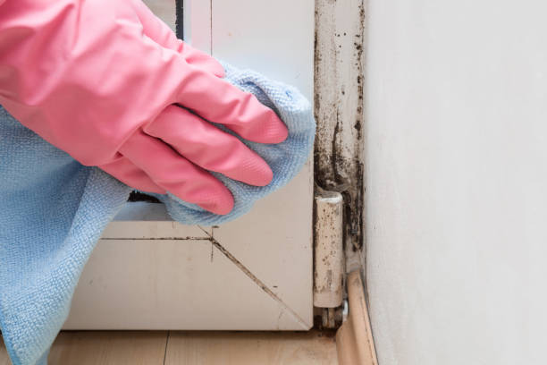 Best Residential Mold Removal  in Jim Thorpe, PA