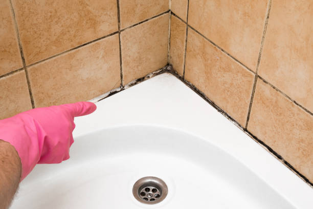 Best Mold Removal Company Near Me  in Jim Thorpe, PA